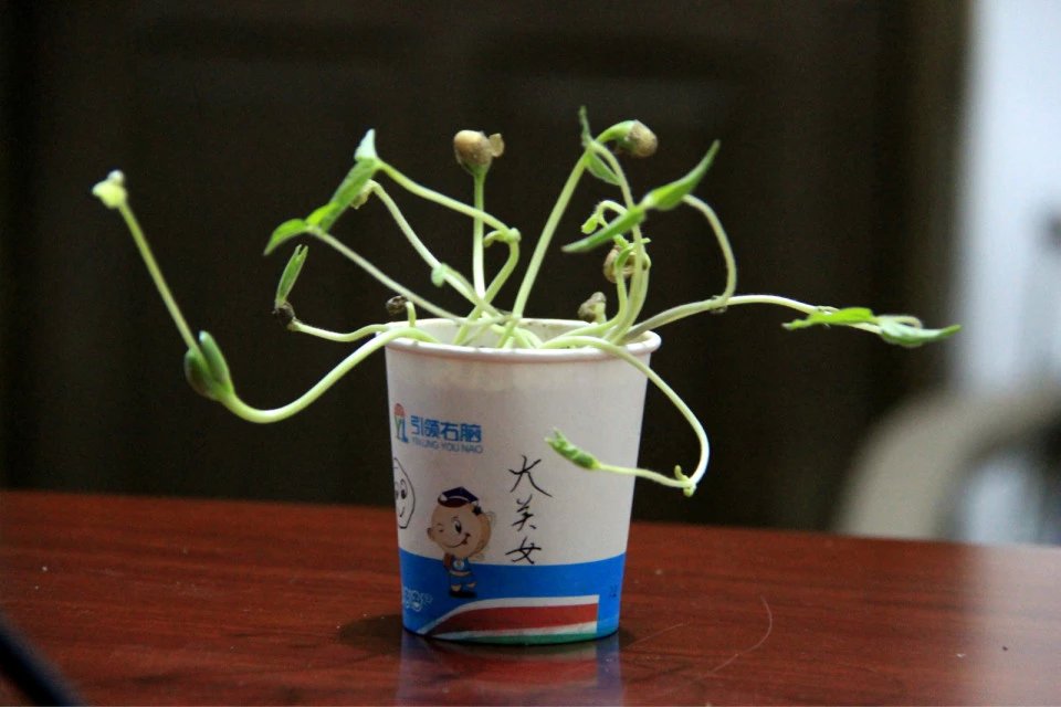 引领右脑